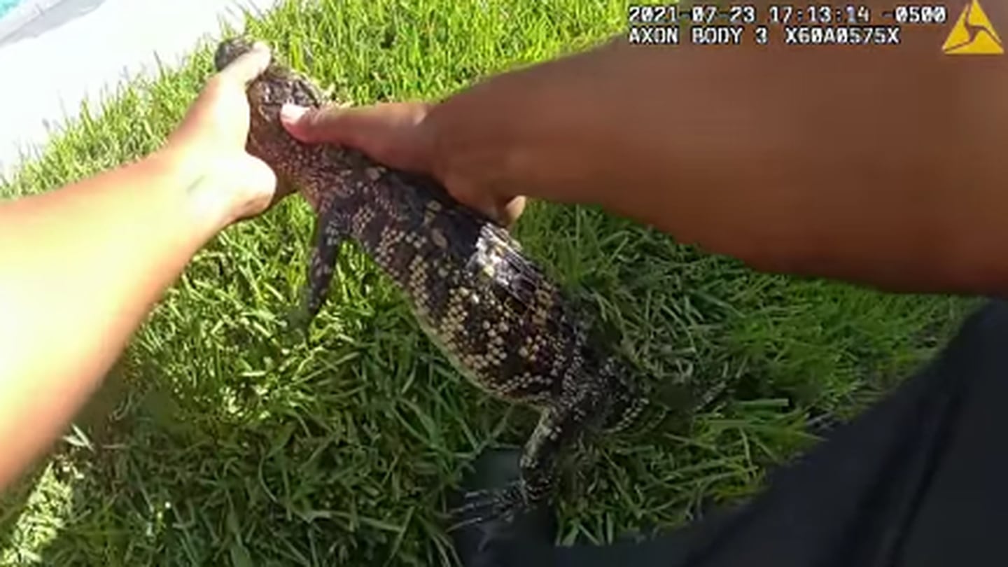Texas Police Joke About Removing Trespassing Alligator “swimming Naked” In Hot Tub 95 1 Wape